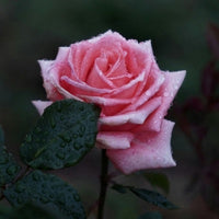 Dewy Rose