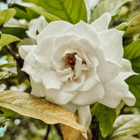 Gardenia