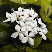 Jasmine