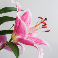 Lily