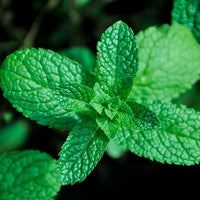 Mint
