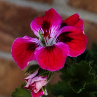 Pink Geranium