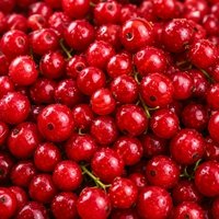 Red Berries