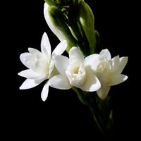 Tuberose