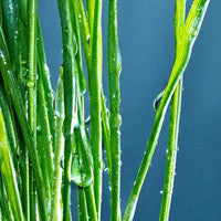 Vetiver