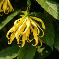 Ylang Ylang